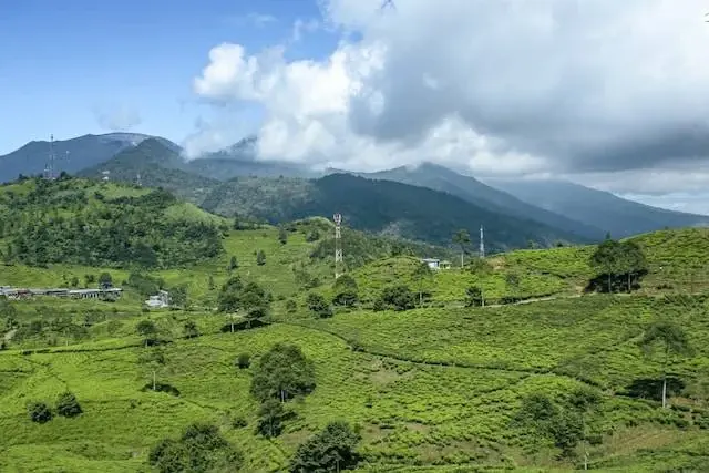 Perkebunan Teh Cibuni